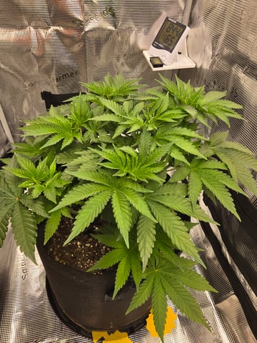 Northern lights #10 (Alaska) — vegetative, day 32