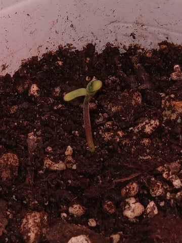 closet grow for veg with a.c infinity air intake fan .With no carbon filter just suction,and spider farmer sf 7000.Then a spider farmer sf tent 4×4×6.5with a G1500 l.e.d from spiderfarmer and spider farmer 6inch clip oscalating fan. — flower, day 31