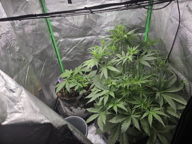 Automatic — vegetative, day 28
