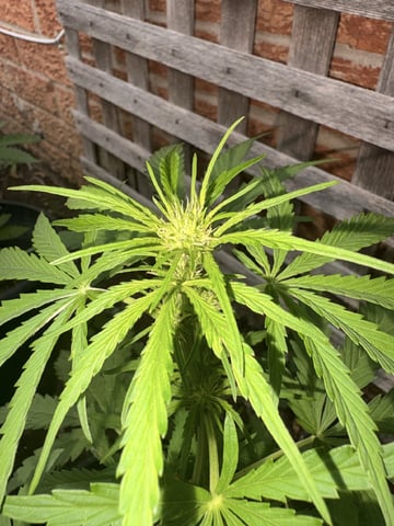 Muliflex — flower, day 54