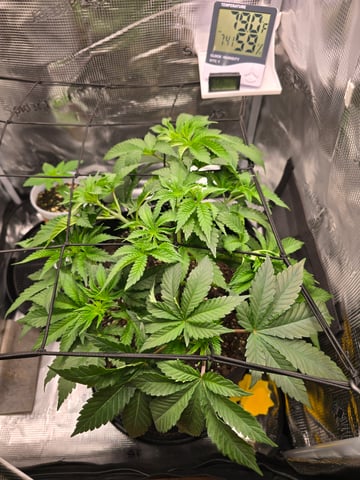 Northern lights #10 (Alaska) — vegetative, day 30