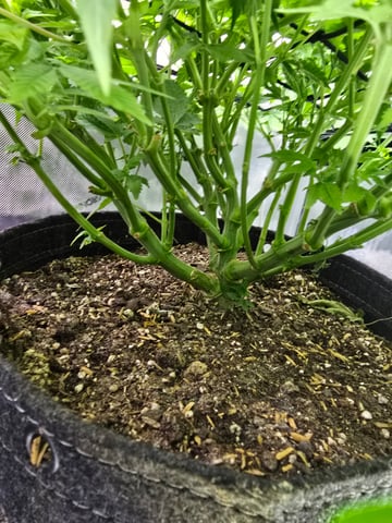 Purple Haze  — vegetative, day 44