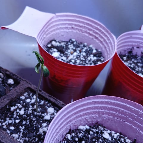 first plant — grow_setup, day 3