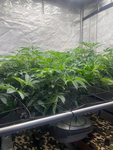 The Bling  — flower, day 74
