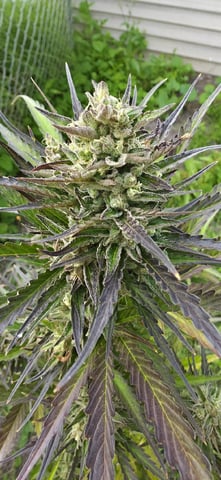 Watermelon Auto — flower, day 83