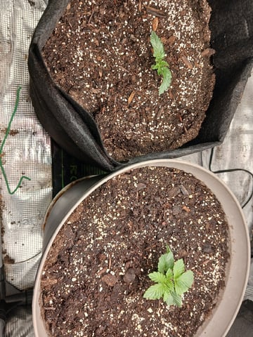 9lbhammer feminized  — vegetative, day 10