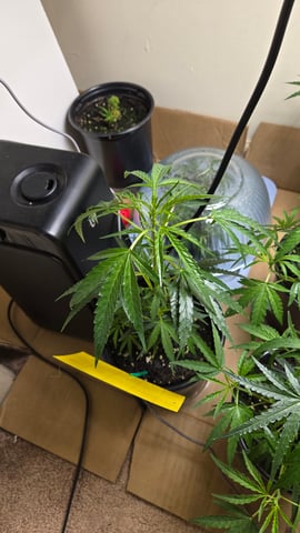 Blue Dream Clones — vegetative, day 12
