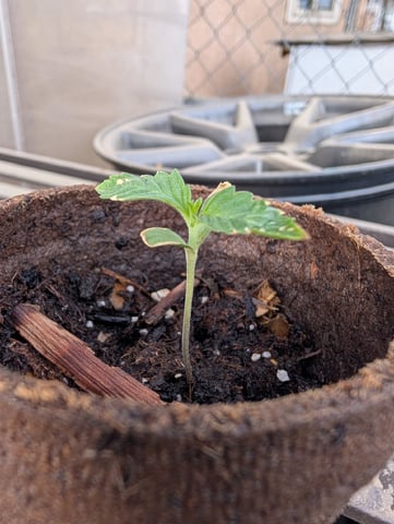 Galicane Fem — seedling_rooting, day 13