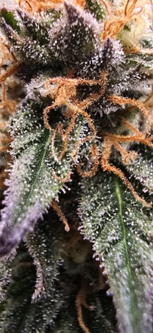 SBJ Clones — flower, day 110