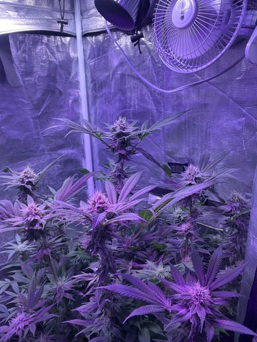 Cherry Pie  — flower, day 72
