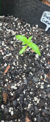 DeathStar, Grease Monkey, Goat Latto, Northern Lights — vegetative, day 32