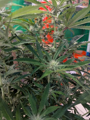 Boogie Brew + Bloom — flower, day 77