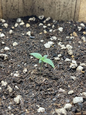 3x3 Grow — flower, day 14