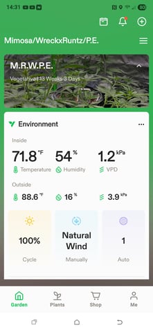 My Second Indoor — vegetative, day 20