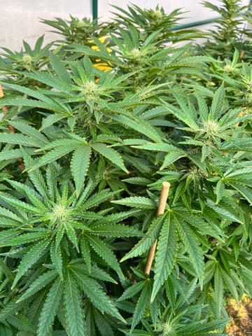 Hindu Kush — flower, day 33