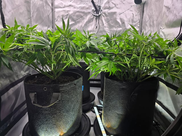Purple Haze  — vegetative, day 46