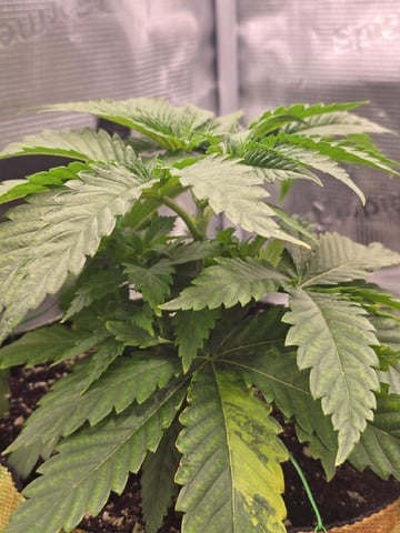 mc nuggets r1 — vegetative, day 22