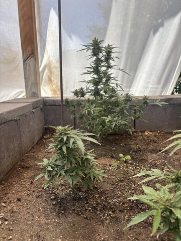 Fast Buds Auto And Special Queen Auto — flower, day 72