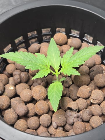 BABY SISTER — seedling_rooting, day 21