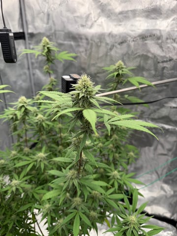  Apple fritter  Clones round two — flower, day 198