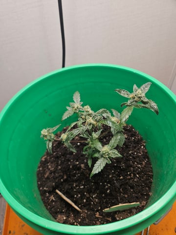1st plant. Strain: Green Gelato AutoFlower — flower, day 79