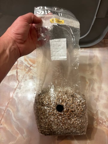 second 🍄‍🟫 grow — vegetative, day 23