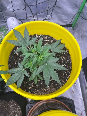 Gorilla Glue auto — vegetative, day 28