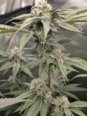 EG/SM/SG/CW — flower, day 106
