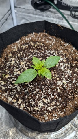 Grow 1 — seedling_rooting, day 17