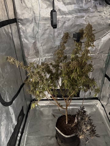  Apple fritter  Clones round two — auto, day 255