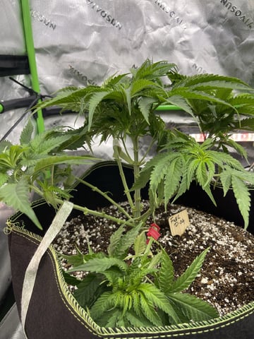 Phx_Freedom — vegetative, day 20