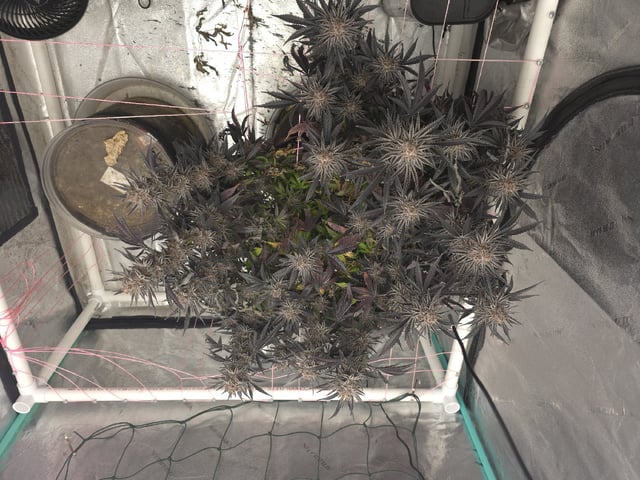 Granny Candy and PLCG — flower, day 147