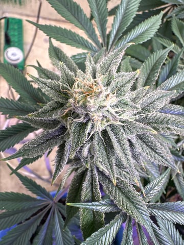 Gelly Mama and Sugar Tree — flower, day 204