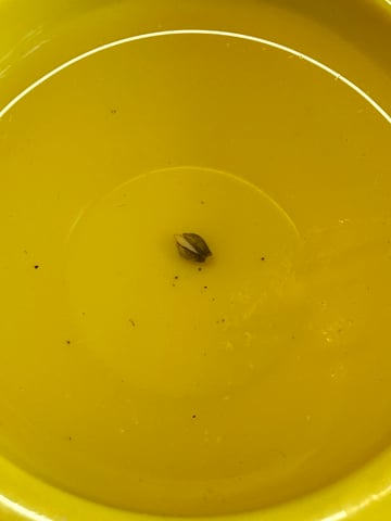 White Widow Twins — grow_setup, day 4