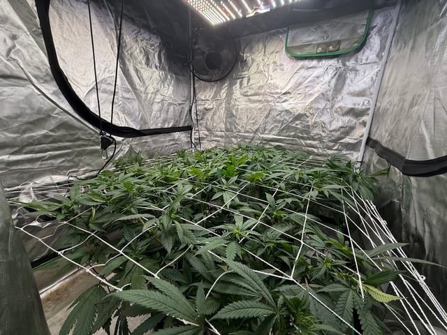 Green Gelato — flower, day 64