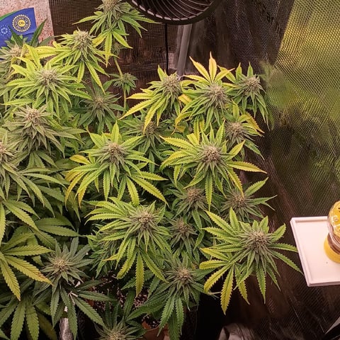 TentPlantLightFan — flower, day 110