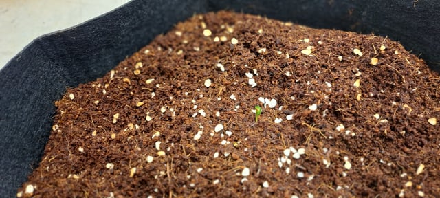 Second Grow  — seedling_rooting, day 8