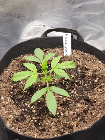 Winter Garden — vegetative, day 11