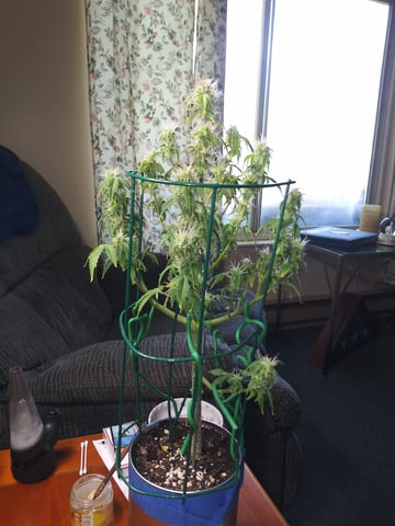 First Grow — auto, day 106