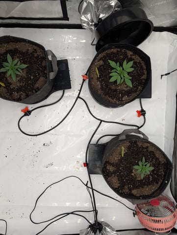 Grow #4 — seedling_rooting, day 19