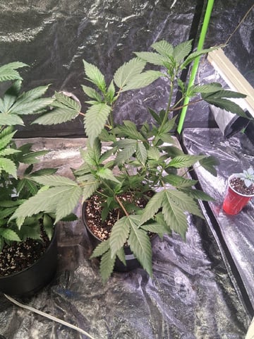 S&D  First Grow — vegetative, day 14