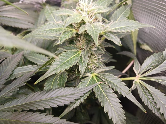 9lbhammer feminized  — flower, day 70