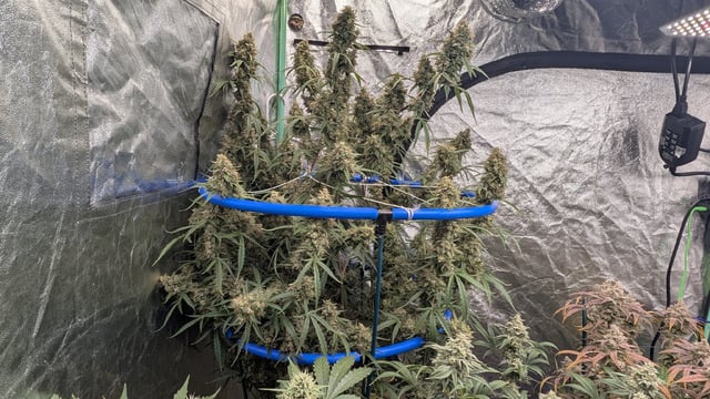 Mixed Grow — flower, day 103