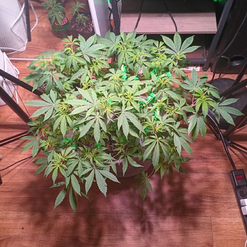 FKAFL — vegetative, day 83
