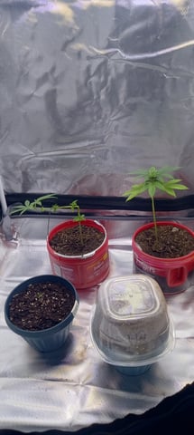 frst grow tent grow — germination, day 3