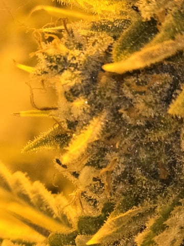 3rd Auto Grow — flower, day 113