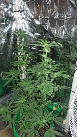 b1. — flower, day 96