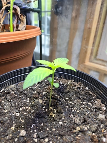 cherry pie  — seedling_rooting, day 7