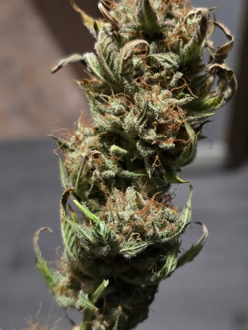 2nd Autoflower Indoor Grow — flower, day 98