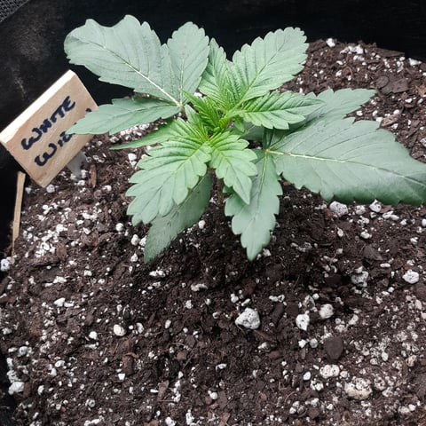 Next Attempt  — germination, day 15